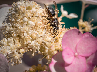 Bald-faced hornet gathering nectar and pollen from hydrangea flower, Maine