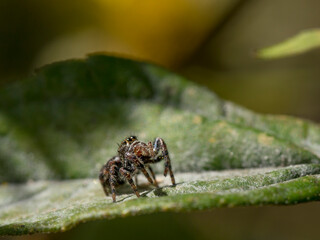 Jumping spider, larger eyes visible, Maine