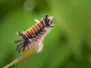 Tussock moth caterpillar, Maine, the hairs on this caterpillar can be very irritating to the skin