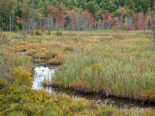 Fall marsh with wood duck, red maple, fall color, Maine