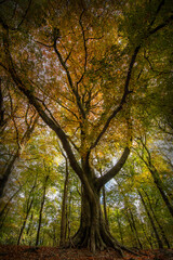 Beech Trees in Autumn