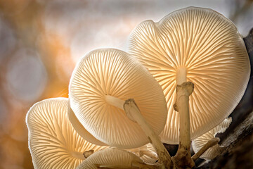 Porcelain Mushrooms on a Tree