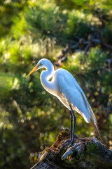 USA, Maryland, Chincoteague Island, egret