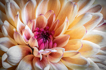 Chrysanthemum Close-up
