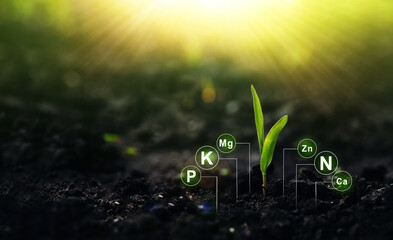 Fertilization and the role of nutrients in plant life.	
Corn plant on sunny background with digital mineral nutrients icon.  - obrazy, fototapety, plakaty