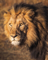 Obraz na płótnie Canvas Majestic male lion on his morning walk