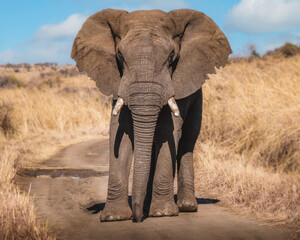Fototapeta na wymiar Elephant stand off