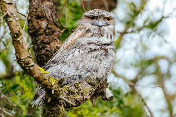 Tawny Frogmouth in Australia