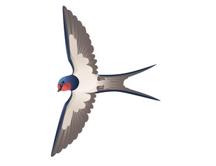 Obraz premium Cute swallow flying on white background cartoon bird animal design