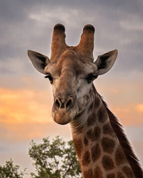 Giraffe on it's afternoon lookout