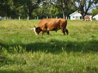 Longhorns bull, Needville, Texas