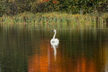 Fall colors and Trumpeter Swan, Council Lake, Hiawatha National Forest, Upper Peninsula of Michigan.