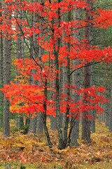 Red maple leaves in autumn and pine tree trunks, Hiawatha National Forest, Upper Peninsula of Michigan