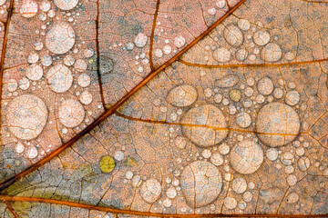 Close-up of water drops and vein pattern on autumn maple leaf, Hiawatha National Forest, Upper Peninsula of Michigan