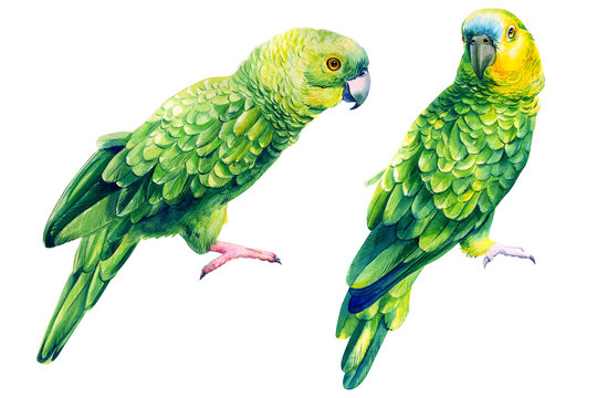 Parrots, Green birds on an isolated white background, watercolor illustration, hand drawing painting