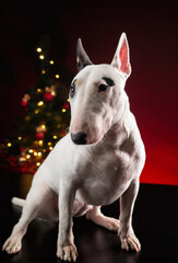 Obraz na płótnie Canvas bull terrier dog on the background of a Christmas tree