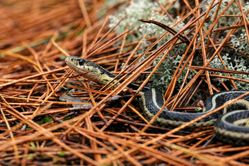 Northern Ribbon Snake, Upper Peninsula of Michigan.