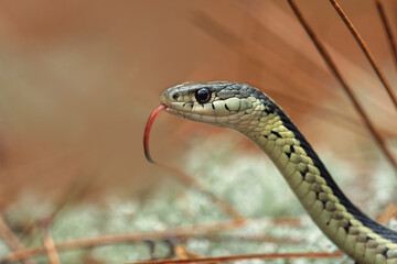 Northern Ribbon Snake, Upper Peninsula of Michigan.