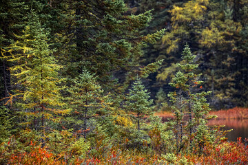 Shoreline of small pond in autumn, Upper Peninsula of Michigan, Hiawatha National Forest