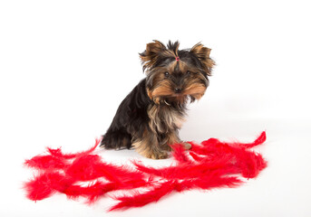 orkshire terrier puppy sits on a white background in red feathers.