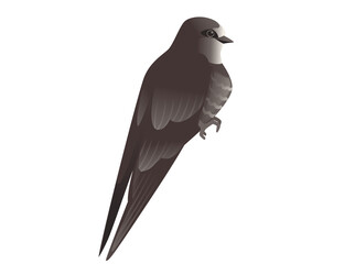 Cute black swift sitting on white background cartoon bird animal design