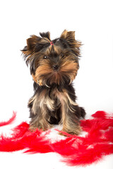 orkshire terrier puppy sits on a white background in red feathers.