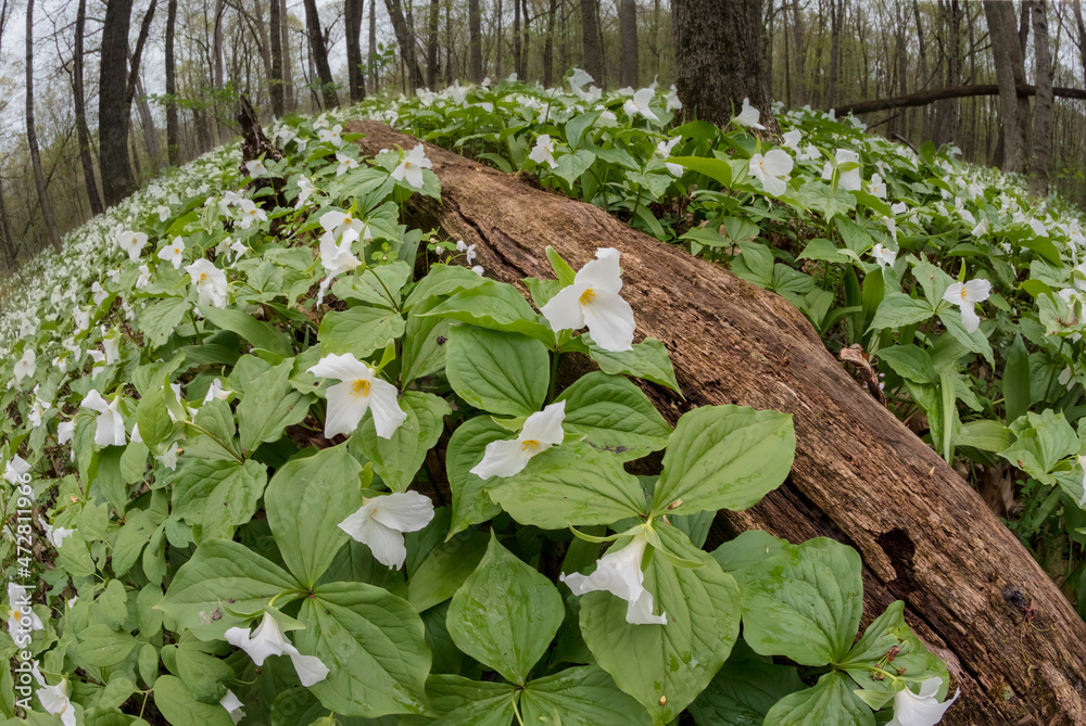 Poster Large-flowered Trillium flowers in spring on forest floor, Michigan.