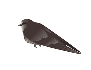 Cute black swift sitting on white background cartoon bird animal design
