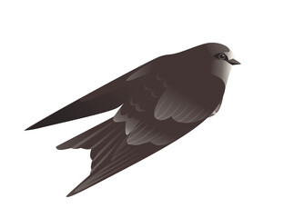 Cute black swift flying on white background cartoon bird animal design