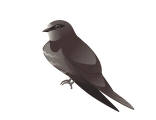 Cute black swift sitting on white background cartoon bird animal design