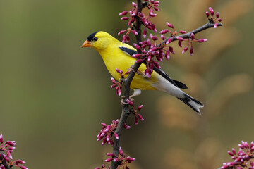 Male American Goldfinch in breeding plumage, Michigan.