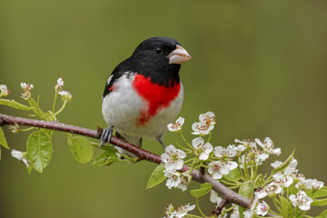 Male Rose-breasted Grosbeak in breeding plumage, Michigan.