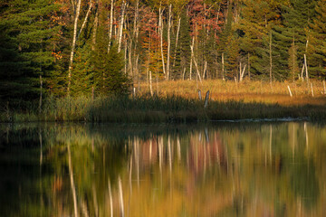 Obraz premium Autumn reflection of Birch trees and autumn colors on Red Jack Lake, Upper Peninsula, Michigan