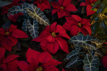 Planted Red Poinsettia (Euphorbia pulcherrima) with other plants around them in a garden