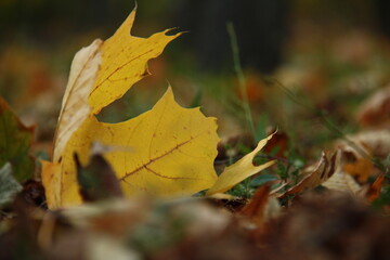 autumn macro landscape, fallen leaf