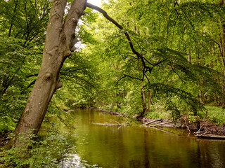 Fototapeta na wymiar Der Fluss Warnow inmitten eines Waldes im Warnowdurchbruchtal in Mecklenburg-Vorpommern, Deutschland