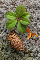 Reindeer Moss and pine cone, Hiawatha National Forest, Upper Peninsula of Michigan.