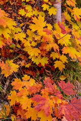 Naklejka na ściany i meble Sugar maple leaves in autumn color in the Upper Peninsula of Michigan, USA