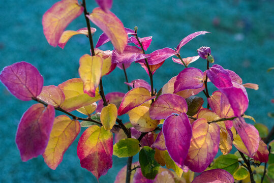 Parrotia persica