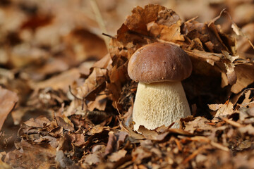 junger Steinpilz zwischen braunem Laub