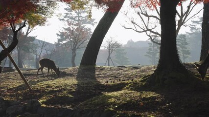 Young Deer at Sunrise in Nara Park, Autumn Colors in Maple Trees