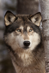 Fototapeta na wymiar USA, Minnesota. Close-up of timber wolf.