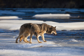 USA, Minnesota. Timber wolves on river ice.