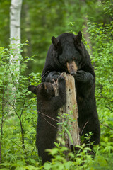 USA, Minnesota. Female black bear mother and cub.