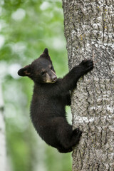 USA, Minnesota. Black bear cub climbing tree.