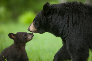 USA, Minnesota. Female black bear mother and cub. - obrazy, fototapety, plakaty