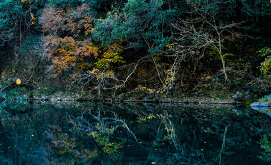 Autumn landscape beautiful colour trees over the river glowing in the sunlight. wonderful background. mountain reflection water in Japan. fresh and cold water