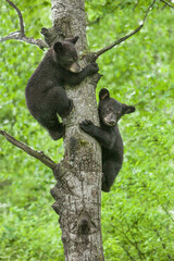 USA, Minnesota. Black bear cubs climbing tree. © Danita Delimont