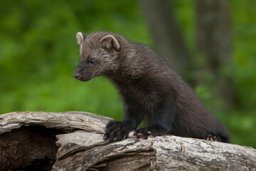 USA, Minnesota. Close-up of pine marten on tree stump.