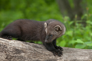 USA, Minnesota. Close-up of pine marten on tree stump.